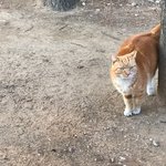 영등포공원 개 목줄 풀고 고양이 <b>사냥</b> 연습 시키는 개저씨