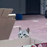길냥이 <b>겁나</b> 이쁘게 생겼음