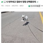 [웃픽] 나 <b>반차</b> 내고 집 와서 강아지지 산책 중인데..jpg
