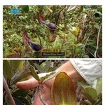 [웃픽] <b>두더지</b> 전용 변기로 태어난 식물.jpg