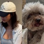 김준희, 첫째 반려견 잃은 펫<b>로스</b> 트라우마 고백 "11살에 하늘나라...