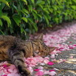 [고양이] 벚꽃 덮고자는 야옹이