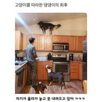 [웃픽] 고양이를 따라한 댕댕이의 <b>최후</b>