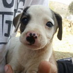 [강아지] 코에 <b>발도장</b> 찍힌 강아지 ㅎㅎ