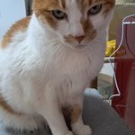 나의 동거묘 도칠이 2025년 여름맞이 <b>일상들</b>