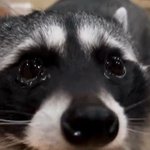 나만 1인 1<b>냉면</b> 못함?