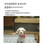 [웃픽] 우리집 댕댕이 개 아니야 <b>분명</b>해 ㅋㅋㅋ