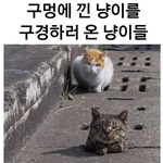 [고양이] 구멍에 낀 야옹이 구경하러 온 야옹이들