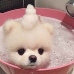 버블파이터섭<b>종안</b>함 ㅋ