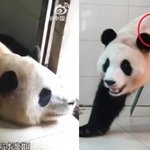 중국 간 푸바오 식욕 줄고 움직임 없었는데…결국 가임신이래