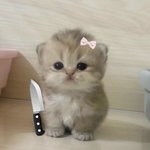 [기분째진다] 좋아하는 사람한테 데이트<b>신청</b>옴