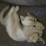 [됐<b>다마</b>] 홈런볼 사들고