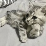 [고양이] 는 복수의 <b>동물</b>이야