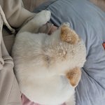 <b>회사</b>에 강아지가 생겼다!(사진추가했어용....)