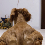 [강아지] 어깨근육 후덜덜한 강아지 ㅎㄷㄷ