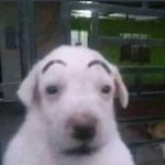 통<b>새우</b> 들어가는 햄버거 ㅊㅊ좀