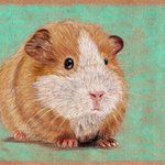 [어케생각해] 취미로 그린 기니<b>피그</b> 그림