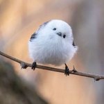 난 째<b>롱이</b>가 쪼아