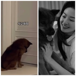 “이별은 잠시뿐”…류이서, <b>만세</b>에게 전한 진심 ‘사랑해, 고마워’