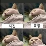 [웃픽] 고양이가 <b>반응</b>하는 것
