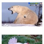 [웃픽] 엄마 품에 갇힌 <b>동물</b>아기들