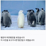 [귀여운동물] 행운의 펭귄이래요~