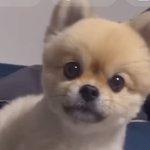 포메 미용하면 곰돌이 되는거