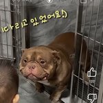 내가본 핏불중에 제일 귀엽게 생김