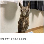 [웃픽] 너우귀여운 <b>부엉이</b>