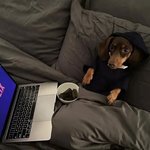 [<b>닥스훈트</b>] 는 맨날 밖에서 나오라고