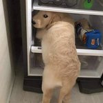 [궁<b>뎅이</b>] 궁뎅<b>이궁뎅이</b>