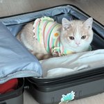 [<b>케리어</b>] 에 짐 다 싸놔