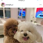 강아지 이런식으로 <b>보정</b>하는거 조카 기괴함
