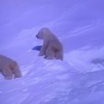 [아귀여] 워귀여워 <b>곰도리</b>귀여워