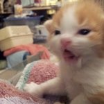 [<b>입벌구</b>] <b>입벌구</b> 어이구 늘그나