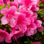 10대들 졸업사진 찍다 영산홍 먹고 <b>복통</b>·구토해 병원 측은 이송