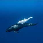 예쁜 <b>고래</b>