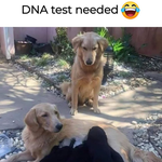 [강아지] 친자확인을 고민하는 댕댕이...