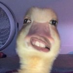 아 내 친구 ㄹㅇ 개빠순이 <b>티날때</b>