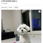 [웃픽] 주먹 보여주면 <b>난리</b>남