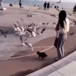 해운대 고양이 폼 ㅁㅊ다ㄷㄷ