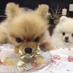 [드루와] <b>하파</b> 렌즈 착용감 뭐임???