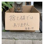 [웃픽] 버려진 <b>고양</b>이 아닙니다