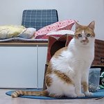 나의 동거묘 <b>도칠</b>이 2025년 5월도 잘 지내고 있음