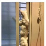 [웃픽] 어머니집에 키우는 냥이 <b>소식</b>을 물으니