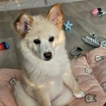 [강아지] 나도 울 강아지 자랑해본다! -3탄