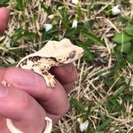 1인 가구 독신 주의 남자의 애완 <b>동물</b> 입니다.