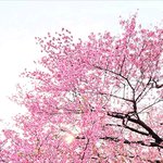 [댓글부탁해] 동거<b>사실</b> 말하는사람 솔직히 없죠??
