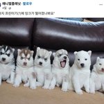 [웃픽] 강아지 프린터기(?)에 <b>잉크</b>가 떨어졌나봐요.jpg