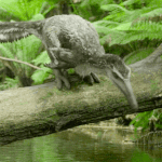 이 <b>동물</b>은 뭐에요?